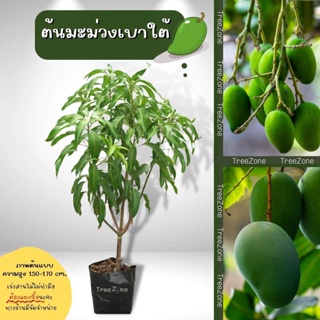 ต้นมะม่วงเบาใต้(ไซซ์เล็ก) สูง 80-120 cm. (เกรดพรีเมียม รับประกันพันธุ์แท้100%)