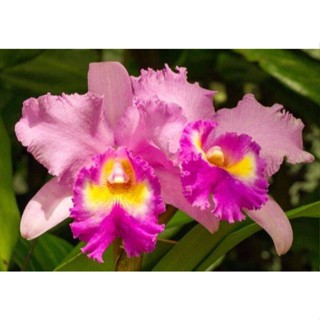 30 เมล็ดพันธุ์ เมล็ดกล้วยไม้ แคทลียา (Cattleya Orchids) Orchid flower