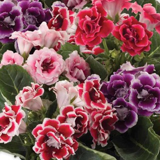 25 เมล็ดพันธุ์ เมล็ด กุหลาบนางฟ้า Gloxinia