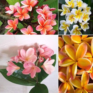 30 เมล็ดพันธุ์ เมล็ด ลั่นทม หรือ ลีลาวดี สายพันธุ์แคระ Frangipani Plumeria