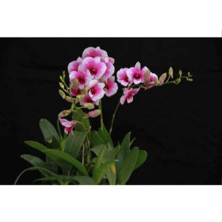 30 เมล็ดพันธุ์ เมล็ดกล้วยไม้ ฟาแลนนอปซิส (Phalaenopsis Orchids) Orchid flower