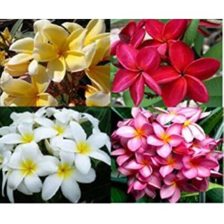 30 เมล็ดพันธุ์ เมล็ด ลั่นทม หรือ ลีลาวดี สายพันธุ์แคระ Frangipani Plumeria