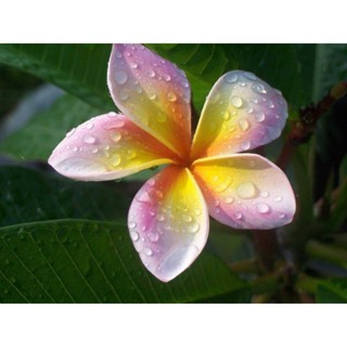 30 เมล็ดพันธุ์ เมล็ด ลั่นทม หรือ ลีลาวดี สายพันธุ์แคระ Frangipani Plumeria