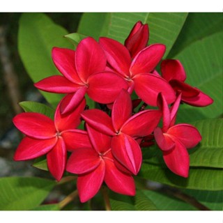 30 เมล็ดพันธุ์ เมล็ด ลั่นทม หรือ ลีลาวดี สายพันธุ์แคระ Frangipani Plumeria