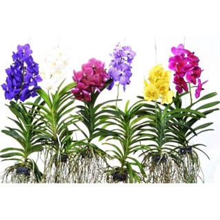 30 เมล็ดพันธุ์ เมล็ดกล้วยไม้ ฟาแลนนอปซิส (Phalaenopsis Orchids) Orchid flower