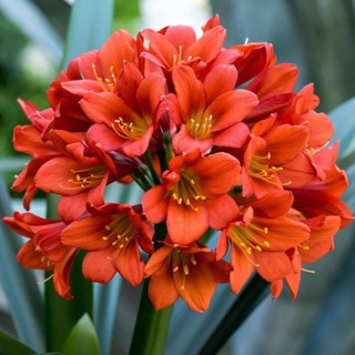 10 เมล็ดพันธุ์ เมล็ด คลิเวีย คลีเวีย ว่านสิบแสน คลิเวียด่าง Lily Clivia