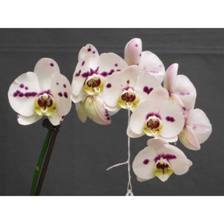 30 เมล็ดพันธุ์ เมล็ดกล้วยไม้ ฟาแลนนอปซิส (Phalaenopsis Orchids) Orchid flower