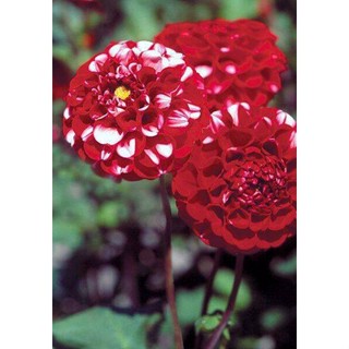 35 เมล็ด เมล็ดพันธุ์ Dahlia Karma Choc สายพันธุ์ยุโรป ดอกรักเร่  ดอกใหญ่  Dahlia