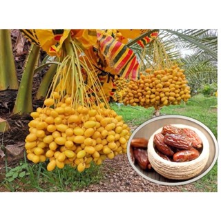 เมล็ดอินทผลัม Date Palm  shishi ชิชิ เมล็ดแท้จากต้นเพาะเนื้อเยื่อ 10 เมล็ด