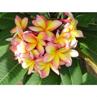 20 เมล็ด ลีลาวดี Frangipani , Pagoda Tree, Hawaii Plumeria สายพันธุ์ Aussie Confetti สีเหลือง