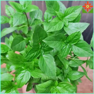 ต้นโหระพา ในถุงเพาะชำ 5.5นิ้ว basil plant หรือ Sweet Basil หรือ Thai Basil