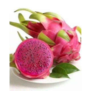 10 เมล็ด เมล็ดแก้วมังกร (Pitaya) Dragon fruit พันธุ์ไต้หวัน ของแท้ 100% อัตรางอก 70-80% มีคู่มือปลูก ปลูกในกระถางได้