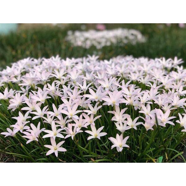 20หัว/ชุด (Zephyranthes grandiflora) สีขาว ชื่ออื่นๆ ว่านขุนแผนสะกดทัพ, บัวจีน, บัวฝรั่ง, บัวสวรรค์ หน่อ หัวใหญ่