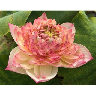 10 เมล็ดบัว สายพันธุ์ Charming Lip Lotuses Flower Seeds สีชมพู บัวหลวงนอก บัวสาย บัวไหว้พระ ดอกใหญ่ ประดับบ้าน ตกแต่งสวน