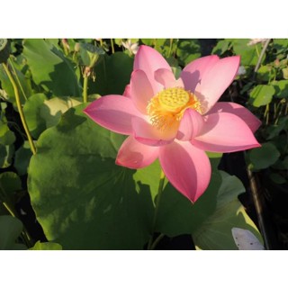 10 เมล็ดบัว สายพันธุ์ Russian Red Lotuses Flower Seeds สีชมพู บัวหลวงนอก บัวสาย บัวไหว้พระ ดอกใหญ่ ประดับบ้าน ตกแต่งสวน