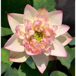 10 เมล็ดบัว สายพันธุ์ New Brocade Lotuses Flower Seeds สีชมพู บัวหลวงนอก บัวสาย บัวไหว้พระ ดอกใหญ่ ประดับบ้าน ตกแต่งสวน