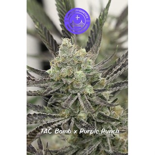 ของแรร์หลุดพรี THC Bomb x Purple Punch - Purple City Genetics.