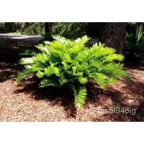 เมล็ด Coontie cycad zamia floridan 20เมล็ด ข้าวโพด