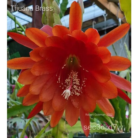 เมล็ด เมล็ดกระบองเพชรกล้วยไม้สด (& #039; Tijuana Windows & #039; X & #039; ข้าวโพด