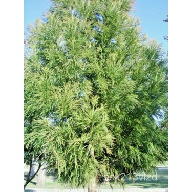 เมล็ด 20 yoshino Japan Cedar SEED-cryptomeria japonica & #039; yoshino & #039; ข้าวโพด