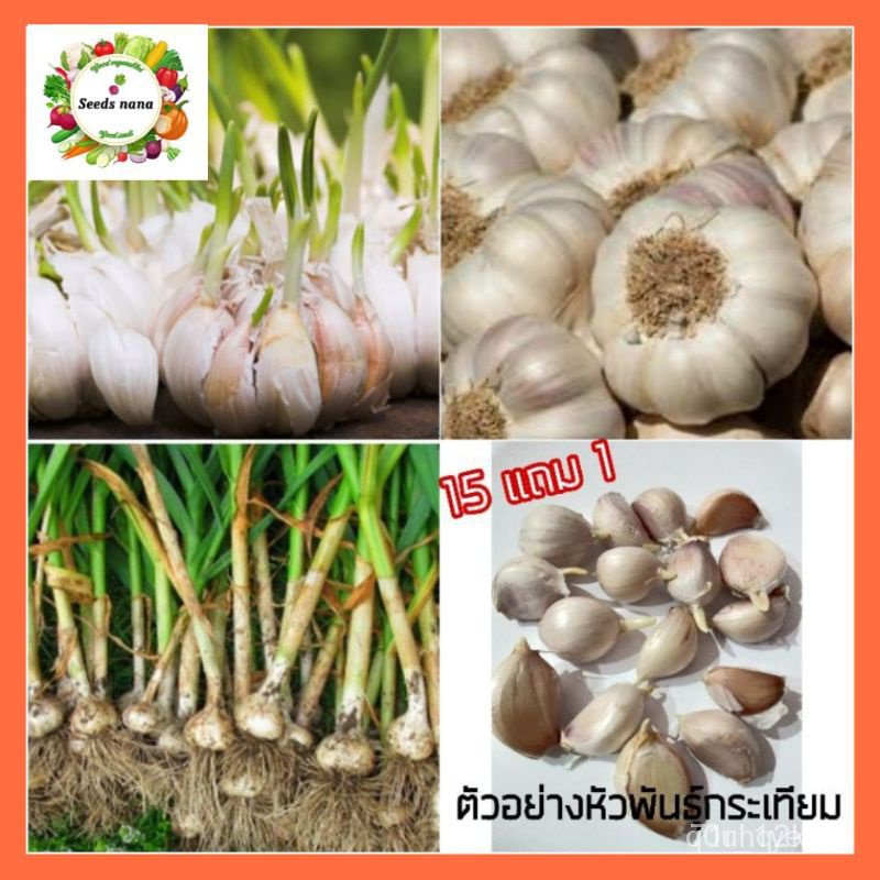 （โรงงานขายส่ง）（การันตีอัตรางอก）หัวพันธุ์กระเทียมงอกพร้อมปลูก 15 แถม 1 สำหรับปลูกกินมะระหรือกิน/งอก ปลูก/งอก ผักบุ้