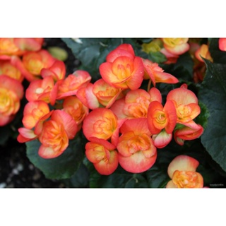 อินทรีย์็ด ใหม่็ด 15 ใหม่ Home Plant Seed มะระบีโกเนีย Begonia เป็นมะระไม้ มะระไม้ ที่แทนสัญลักษณ์แห่งความรั