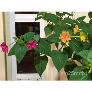 เมล็ด Mirabilis Jalapa-18เมล็ด $10.50 ต้นอ่อน