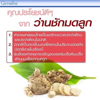 อินทรีย์็ด ถูก็ด 1 กิโลกรัม ว่านชักมดลูก (Temulawak) หัวสด ใช้ถูกบาท ใช้ทานบาท (Curcuma comosa Roxb.) ว่านชักมดล ผักบุ้