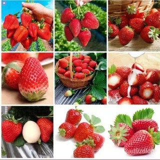 อินทรีย์็ด ใหม่็ด ใหม่สตรอเบอร์รี่ยักษ์ใหม่สตอเบอรี่ Strawberry Seeds 500ใหม่็ด ใหม่ บาท