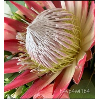 เมล็ด PROTEA CYNAROIDES. KING PROTEA. X 5 SMOKE TREATED SEEDS ชุด