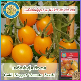 อินทรีย์็ด ใหม่็ด ใหม่ ง่ายเทศ (Gold Nugget Tomato Seeds) ใหม่ ง่าย