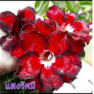 อินทรีย์็ด ใหม่็ด 11 ใหม่็ด ใหม่ ชวนชม สายใหม่ไต้หวัน ดอกสีแดง Adenium Seed กุหลาบทะเลทราย Desert Rose ราชินีบ ง่าย