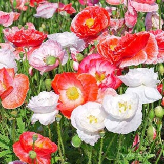 อินทรีย์็ด ใหม่็ด ใหม่ ง่ายป๊อปปี้ Papaver rhoeas Shirley poppy 1000 ใหม่็ด ใหม่นำเข้าจาก อังกฤษ. ใหม่ ง่าย