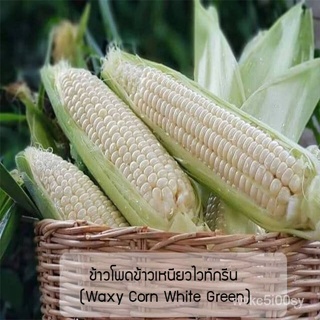 อินทรีย์็ด ใหม่็ด ใหม่ ง่ายข้าวเหนียวไวท์กรีน(Waxy Corn White Green) ใหม่ง่าย ใหม่ง่ายทั่วไทย ใหม่ ง่าย