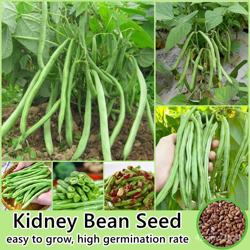 อินทรีย์็ด ใหม่็ด 50 ใหม่็ด/ห่อ ใหม่ ถั่วไต Kidney Bean Seed Vegetable Seeds for Planting Plants ใหม่็ดถู ข้าวโพด