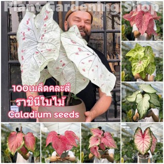 เมล็ดพันธุ์คุณภาพสูงในสต็อกในประเทศไทยบอนสี เมล็ดอวบอ้วน ราชินีใบไม้ 100เมล็ด Mixed Colors Caladium Seeds ต้นไม้ฟอกอากาศ