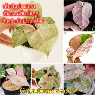 （เมล็ด）เมล็ดบอนสีแท้ 100เมล็ด Caladium Seeds บอนสีราชินีแห่งไม้ใบ การไม้มงคล บอนสีแปลกๆ หัวบอนสีชายชล /งอก การ