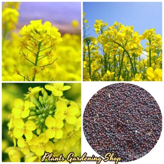 （เมล็ด）การ คาโนลา Canola Rapeflowers Brassica Campestris Flower Seeds 200 เมล็ด Garden DIY Pla/งอก การ