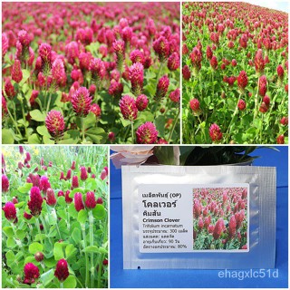 （เมล็ด）การ โคลเวอร์ คิมสัน (Crimson Clover Seed) บรรจุ 300 เมล็ด คุณภาพดี ร/งอก ปลูก/งอก  การ