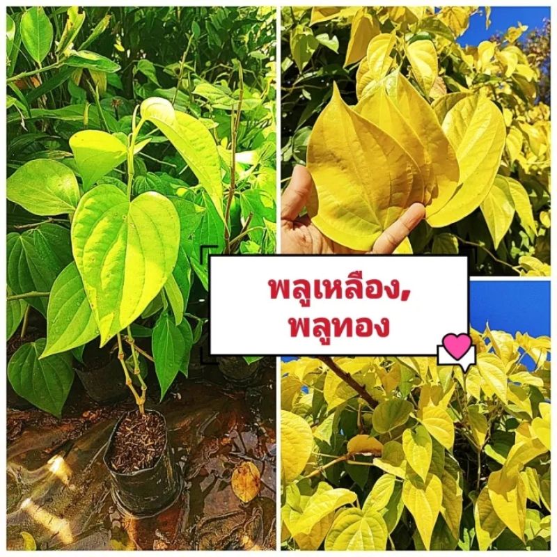 พลูเหลือง พลูทอง พลูกินหมาก เป็นที่นิยมของตลาด ใบหนา ทนโรค ต้นกล้าชำพร้อมปลูก สินค้าเสียหายยินดีเคลมฟรี