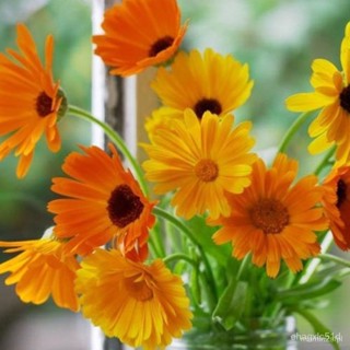 Pot  (Calendula Officinalis L.) Heirloom 240-300 Seedsedเมล็ดเชีย เมล็ดกเมล็ด/งอก ปลูก/งอก การ การ/งอก คะน้