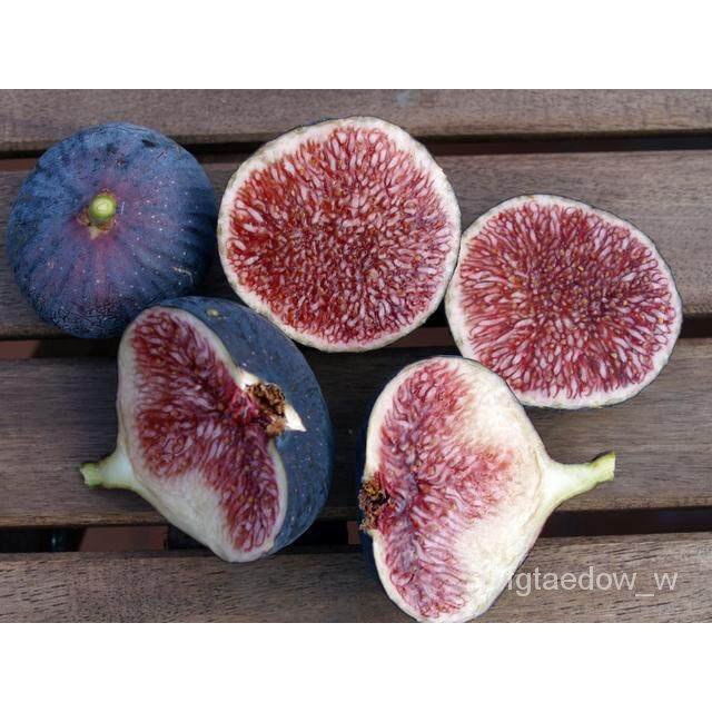 เมล็ด ใหม่็ด Figs ต้นมะเดื่อฝรั่ง ใหม่ Dauphine (ดอร์ฟิน) อร่อย หวาน หอมมากๆ ต้นสมบูรณ์มาก รากแน่นๆ จัดส่งพ มะเขือ