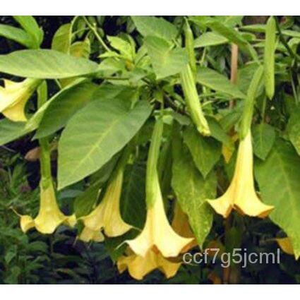 เมล็ด ใหม่็ด 30 ใหม่ ใหม่็ด ใหม่ เพาะเพาะระฆัง เพาะลำโพง แตรนางฟ้า Datura metel L. Angel Trumpet See