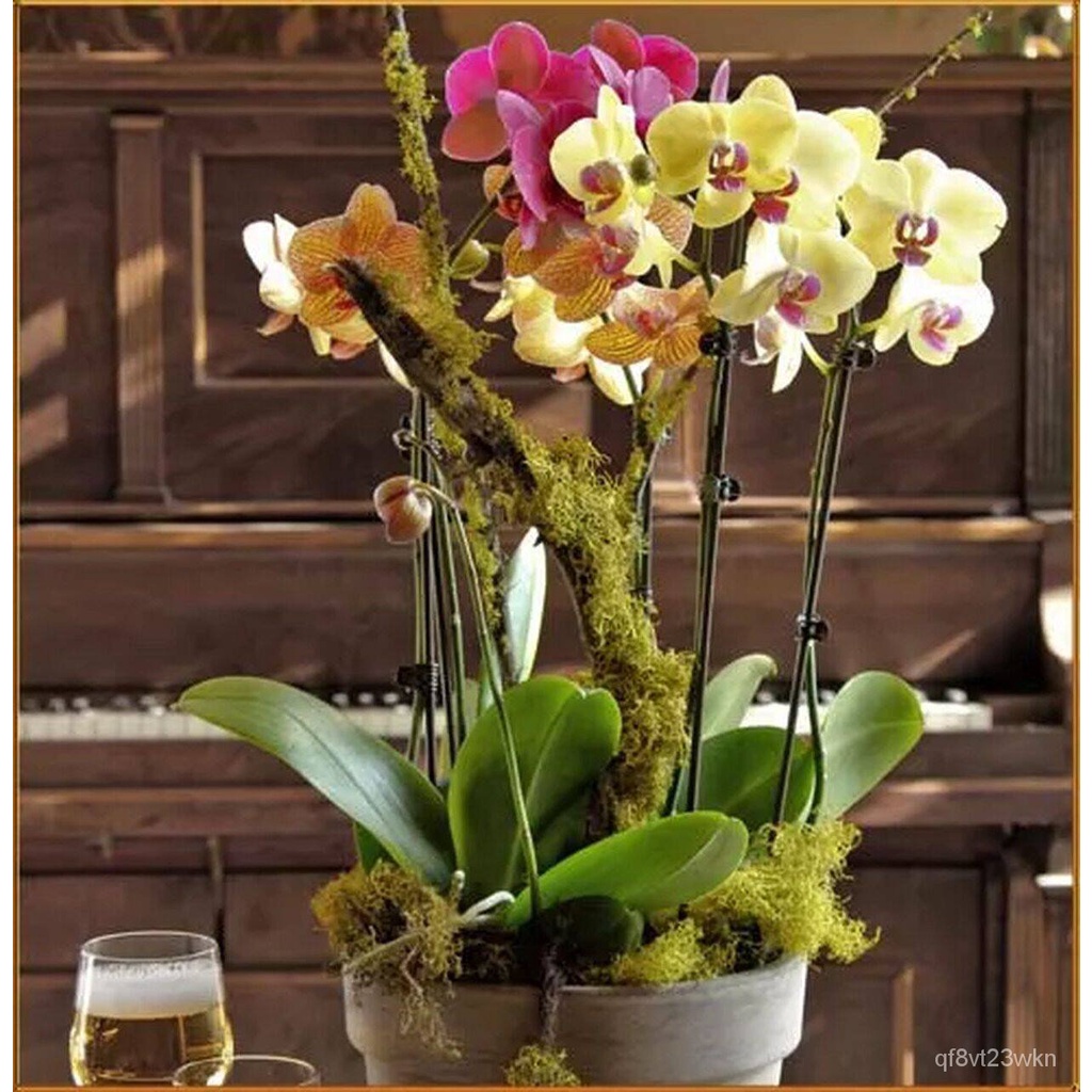 เมล็ด ใหม่็ด 30 ใหม่ Garden Seeds ใหม่็ดกล้วยไม้ ฟาแลนนอปซิส (Phalaenopsis Orchids) Orchid flower se