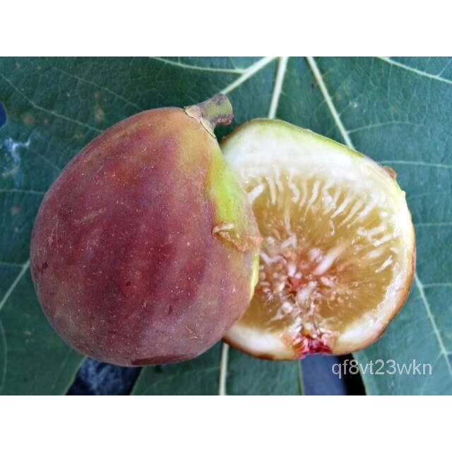 เมล็ด ใหม่็ด 10 ใหม่็ด ใหม่็ดมะเดื่อฝรั่ง Figs สายใหม่ Mystery'X (มาเสตอรี่เอ๊ก) ของแท้ 100% มะเดื่อฝรั่ง ห ผักบุ้