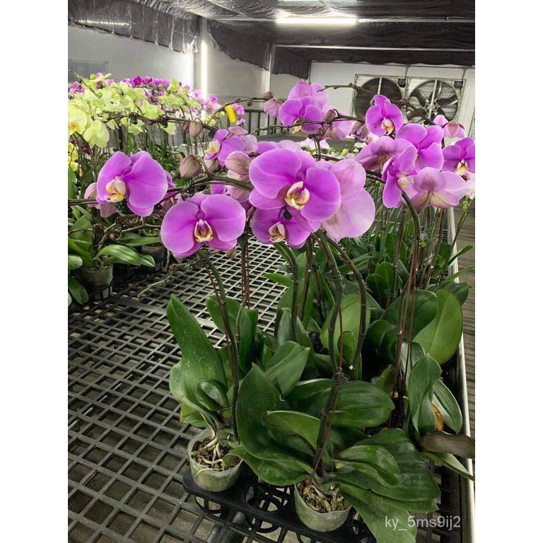 เมล็ด ใหม่็ด 30 ใหม่ Garden Seeds ใหม่็ดกล้วยไม้ ฟาแลนนอปซิส (Phalaenopsis Orchids) Orchid flower se