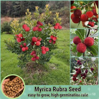 เมล็ด ใหม่็ด 20ใหม่็ด/ห่อ ใหม่ แว็กซ์เบอรี่ Myrica Rubra Seed Waxberry Fruit Plants ใหม่็ดบอนสี ใหม่ผ เพาะ