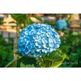 เมล็ด ใหม่็ด 20 ใหม่็ด ใหม่็ดไฮเดรนเจีย Hydrangea Seeds สีฟ้า ไฮเดรนเยียสายใหม่ฝรั่งเศส ของแท้ 100% อัตรา มะระ