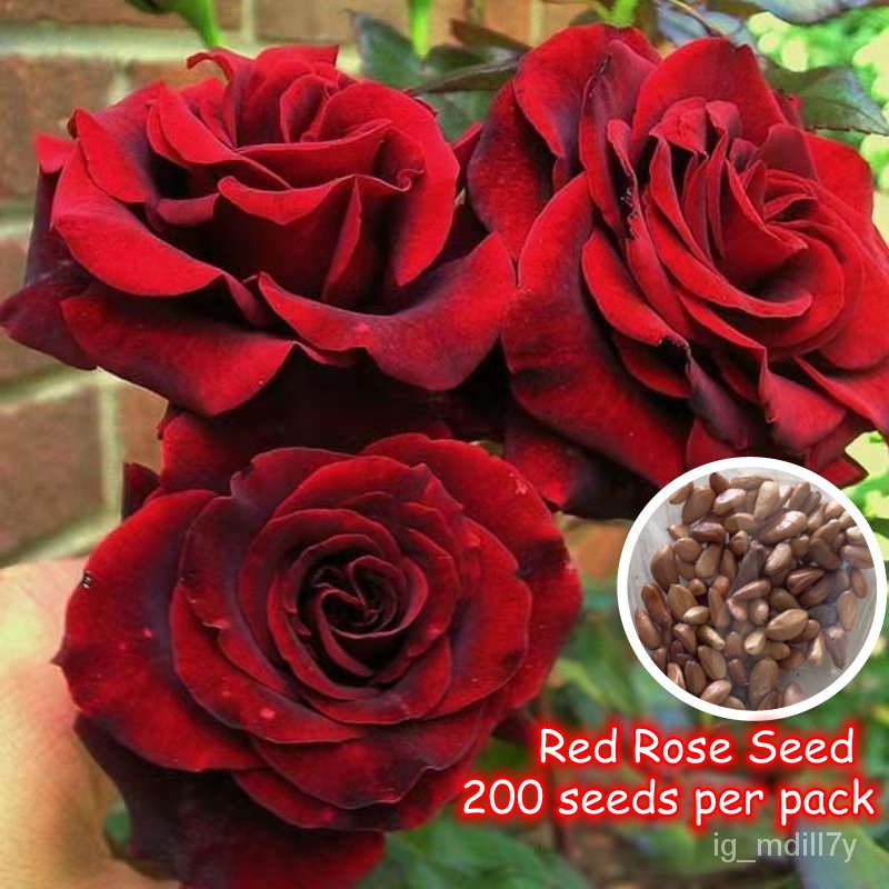 เมล็ด ถูก็ด ของแท้ระดับห้าดาว 200 ถูก็ด/เพาะ ถูก็ดเพาะกุหลาบ Red Rose Seed Gardening Flower Plants กุหลาบหิน  ผั