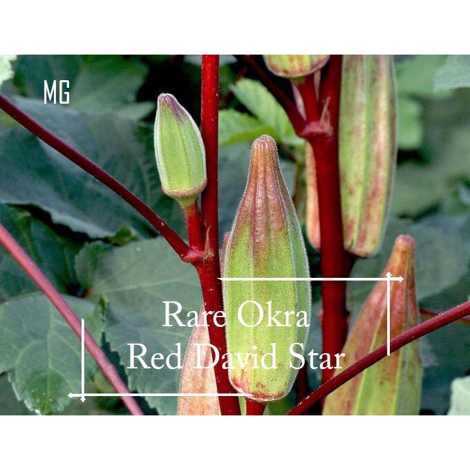 * Rare * Red David Star okra seeds-10 SEED * กระถางที่เป็นมิตร * กระถางต้นไม้, okra Star,-สวนมะม่วง